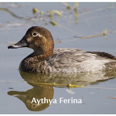 Aythya Ferina