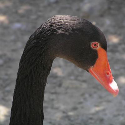 Cisne Negro
